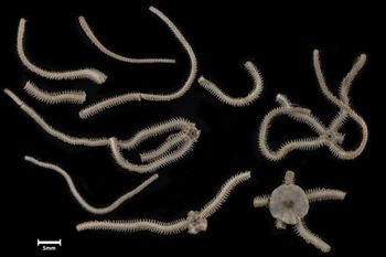 Media type: image;   Invertebrate Zoology OPH-1442 Description: Largest specimen in lot, top down view.;  Aspect: dorsal